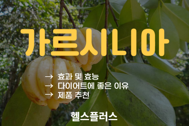 가르시니아-효과-및-효능-다이어트에-좋은-이유-제품추천